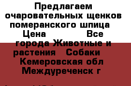 Предлагаем очаровательных щенков померанского шпица › Цена ­ 15 000 - Все города Животные и растения » Собаки   . Кемеровская обл.,Междуреченск г.